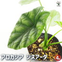 【P2倍★マラソン中】 観葉植物 アロカシア シヌアータ 観葉植物 4号 リビング オフィス 事務所 インテリア 大型 おしゃれ 初心者 育てやすい ガーデニング 御祝 お祝い 新築祝い 引越し祝い 結婚祝い プレゼント 人気 品種 観賞用 送料無料 即納