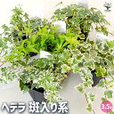 【ポイント2倍★マラソン期間】ヘデラ 斑入り系 【 観葉植物 3.5号 】 カラーリーフ グランドカバー ハンキング 花の苗 観葉植物