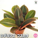 【ポイント2倍★マラソン期間】観葉植物 シデラシス フスカタ 【 観葉植物 3.5号 】 リビング オフィス 事務所 インテリア 大型 おしゃれ 初心者 育てや...