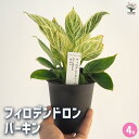 【送料無料】フィロデンドロン バーキン 【 観葉植物 4号/1個売り 】 フィロデン リビング オフィス 事務所 インテリア 室内
