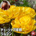 【P2倍★マラソン期間中】チューリップ リムジン【花球根/お買い得4球セット】球根 花の球根 ちゅーりっぷ チューリップ 寄せ植え ガーデニング 鑑賞 栽培 庭...