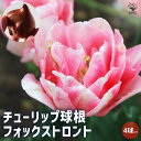 【P2倍★マラソン期間中】フォックストロント チューリップ【花球根/お買い得4球セット】球根 花の球根 ちゅーりっぷ チューリップ 寄せ植え ガーデニング 鑑賞...