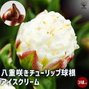 【P2倍★マラソン期間中】アイスクリーム 八重咲チューリップ【花球根 /お買い得3球セット】球根 花の球根 ちゅーりっぷ チューリップ 寄せ植え ガーデニング ...