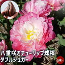 【P2倍★マラソン期間中】ダブルシュガー 八重咲チューリップ【花球根 /お買い得3球セット】球根 花の球根 ちゅーりっぷ チューリップ 寄せ植え ガーデニング ...