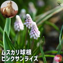 【P2倍★マラソン期間中】ピンクサンライズ ムスカリ【花球根 /お買い得5球セット】球根 花の球根 ムスカリ むすかり 寄せ植え ガーデニング 鑑賞 栽培 庭園...