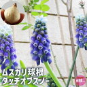 【P2倍★マラソン期間中】タッチオブスノー ムスカリ【花球根/お買い得6球セット】球根 花の球根 ムスカリ むすかり 寄せ植え ガーデニング 鑑賞 栽培 庭園菜...