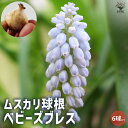 【P2倍★マラソン期間中】ベビーズブレス ムスカリ【花球根/お買い得6球セット】球根 花の球根 ムスカリ むすかり 寄せ植え ガーデニング 鑑賞 栽培 庭園菜園