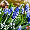 【P2倍★マラソン期間中】アズレウム ムスカリ【花球根/お買い得6球セット】球根 花の球根 ムスカリ むすかり 寄せ植え ガーデニング 鑑賞 栽培 庭園菜園