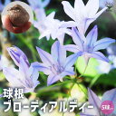 【P2倍★マラソン期間中】ブローディア・ルディー【花球根 /お買い得5球セット】球根 花球根 花の球根 寄せ植え ガーデニング 鑑賞 栽培 庭園菜園