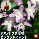 【P2倍★マラソン期間中】チオノドクサ ピンクジャイアント【花球根/お買い得8球セット】球根 花球根 花の球根 寄せ植え ガーデニング 鑑賞 栽培 庭園菜園