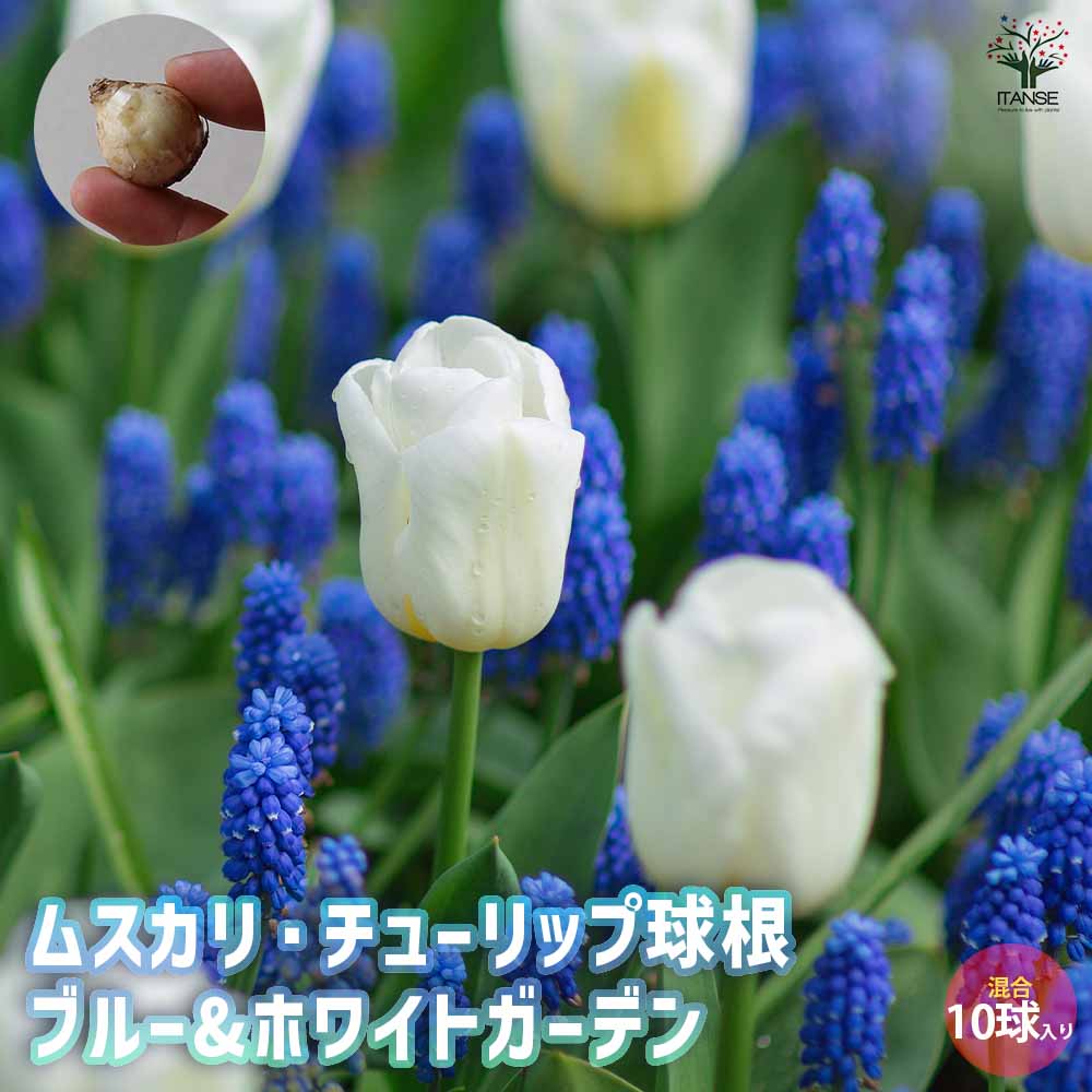 【送料無料】球根 ブルー＆ホワイトガーデン混合 花球根 お買い得 混合10球セット 花球根 球根の花 鉢..