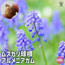 【P2倍★マラソン期間中】球根 名脇役!ムスカリ・アルメニアカム【花球根/お買い得20球セット】花球根 球根の花 鉢植え 地植え ガーデニング