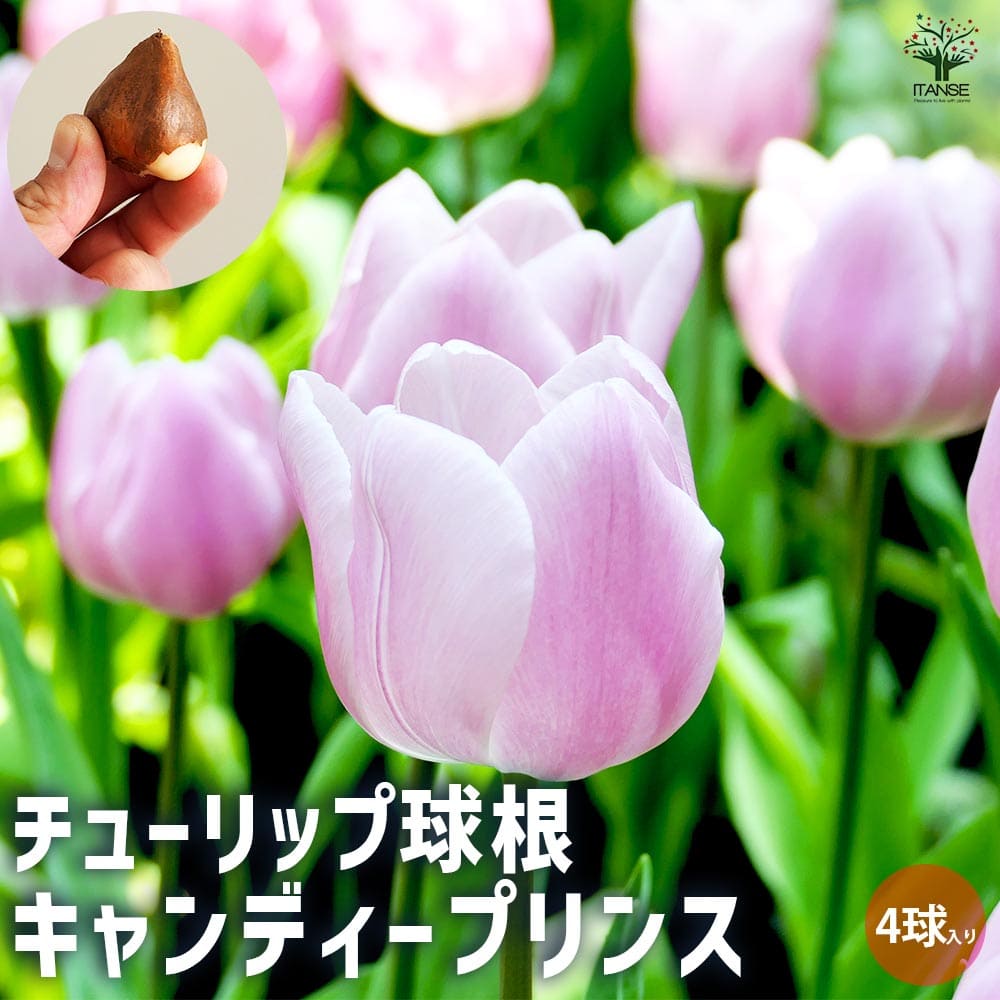 【送料無料】球根 チューリップ キャンディープリンス 【花球根 4球／1個売り】花球根 球根の花 鉢植え 地植え ガーデニングのサムネイル