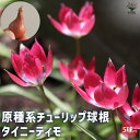 【P2倍★マラソン期間中】球根 原種系チューリップ タイニーティモ 【花球根 5球/1個売り】花球根 球根の花 鉢植え 地植え ガーデニング