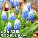 【P2倍★マラソン期間中】球根 ムスカリ マウンテンレディー 【花球根 6球/1個売り】花球根 球根の花 鉢植え 地植え ガーデニング