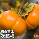 【P2倍★マラソン期間中】柿の苗木 次郎【果樹苗 1年生 接木苗12〜15cmロングポット/1個】柿苗 柿の苗 柿の木 柿の苗木 かきの苗 カキの苗 庭植え 花...