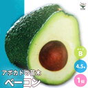 ITANSE アボカドの苗木品種:ベーコン ( Bタイプ ) 果樹の苗木 接木苗13.5cmポット 1個売り アボカド苗 アボカドの苗 アボカドの苗木 アボカト...