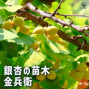 【P2倍★マラソン期間中】銀杏の苗木 金兵衛(きんべえ・メス木)【果樹の苗木 4〜5号 /1個売り】ぎんなん いちょう ギンナン イチョウ 公孫樹 こうそんじゅ...