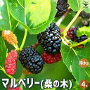 【送料無料】マルベリー ( 桑の木 ) 果樹の苗木 挿し木苗4号ポット 果樹苗 果樹の苗木 果樹の木 マルベリー 桑の木 送料無料 即納
