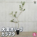 【P2倍★マラソン期間中】大実オリーブ カラマタ 【果樹の苗木 接木苗5号/1個売り】オリーブの実 植木 シンボルツリー 食用 苗 olive