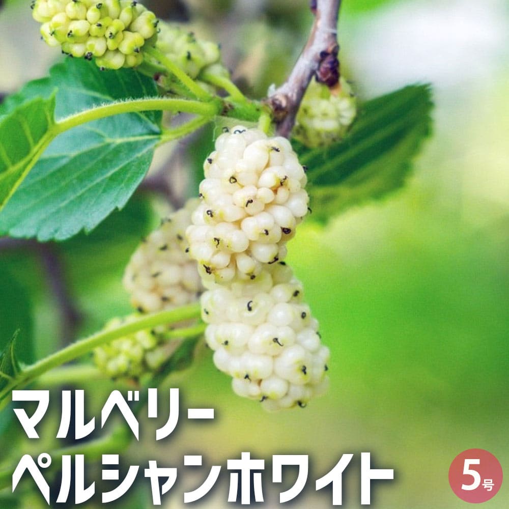 マルベリーペルシャンホワイト果樹の...