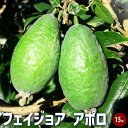 【ポイント2倍★マラソン期間】フェイジョア アポロ 果樹の苗木 3年生挿し木苗15cm 果樹苗 果樹の苗木 果樹の木 フルーツ 熱帯 送料無料 即納