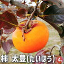 ITANSE 柿 太豊 果樹の苗木 1年生接木苗4号 カキノキ 干し柿 シンボルツリー 送料無料 即納