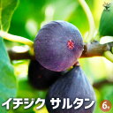 【送料無料】イチジク サルタン 果樹の苗木 6号ポット 1個売り 果樹苗 イチジクの苗イチジク いちじく 送料無料 即納