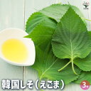 【ポイント2倍★マラソン期間】韓国しそ ( えごま ) 野菜の苗 3号ポット あびらえ ケンニプ 荏胡麻 ジュウネン 香草 韓国料理 送料無料 即納