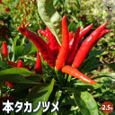 ITANSE 本タカノツメ 野菜の苗 2.5号ポット 香辛料 激辛 鷹の爪 一年草 送料無料 即納