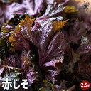 【送料無料】赤じそ 赤 野菜の苗 2.5号ポット 赤紫蘇 大葉 香草 梅干し ハーブ 送料無料 即納