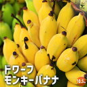 【P2倍★マラソン期間中】ドワーフモンキーバナナ 【果樹の苗 10.5cmポット】矮性 薄皮