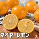 【送料無料】マイヤーレモン 果樹の苗木 5号鉢 1個売り 柑橘類 檸檬 甘い レモンの木 柑橘系 植物 家庭栽培 家庭菜園 くだものの木 レモン苗 送料無料 即納