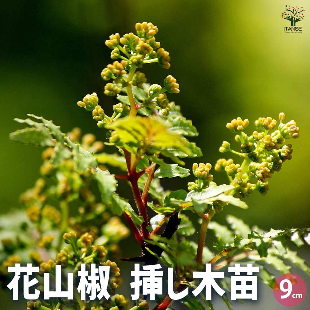 楽天市場】花山椒 京都の通販 楽天市場】花山椒 京都の通販