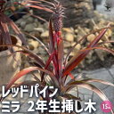 【P2倍★マラソン期間中】パイナップル レッドパイン ミラ 2年生挿し木 【果樹の苗木 挿し木苗15cm鉢/1個売り】ルシダス Ananas lucidus ア...