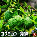 【送料無料】みかんの苗木 コブミカン 果樹の苗木 7号角鉢 1個売り ミカン苗 シンボルツリー 記念樹 路地植え 送料無料 即納