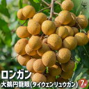 【P2倍★マラソン期間中】ロンガン(竜眼・リュウガン)の苗木 大鵜円龍眼(タイウェンリュウガン) 【果樹の苗木 7号ポット/1個売り】果樹 果樹苗 苗木 ロンガ...