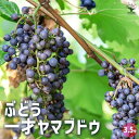 【P2倍★マラソン期間中】ぶどうの苗 一才ヤマブドウ 【果樹の苗 3.5号ポット】ぶどう苗 ブドウ苗 葡萄苗 ぶどうの苗木 果樹苗 果樹 果物 くだもの 栽培 ...