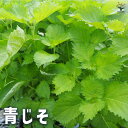 【P2倍★マラソン期間中】青じそ しその苗【野菜の苗】紫蘇 シソ しそ シソ苗 しその苗 大葉 バジル 梅 梅干し おにぎり 家庭菜園 ガーデニング 野菜苗 青...