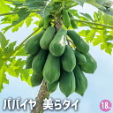 【P2倍★マラソン期間中】パパイヤの苗 美らタイ 【果樹の苗木 18cm/1個売り】パパイヤ ぱぱいや パパイヤの苗 papaiya ぱぱいやの苗 熱帯果樹 ト...