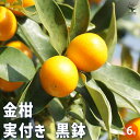 【SS期間全品10%OFF】金柑 黒鉢 果樹の苗木 6号 1個売り キンカン 果樹苗 自家結実性 柑橘 送料無料 即納