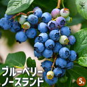 【P2倍★マラソン期間中】ブルーベリー ノースランド 【果樹の苗木 5号/1個売り】果樹 果樹苗 果樹の苗 フルーツ 果物 ベリー