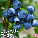 【P2倍★マラソン期間中】ブルーベリー コースタル 【果樹の苗木 5号/1個売り】果樹 果樹苗 果樹の苗 フルーツ 果物 ベリー