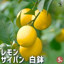 【P2倍★マラソン期間中】レモンの苗木 サイパンレモン 白鉢 【果樹の苗木 5号/1個売り】