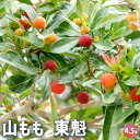 【P2倍★マラソン期間中】山もも 東魁 【果樹の苗木 4.5号/1個売り】