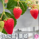 【P2倍★マラソン期間中】いちごの苗 章姫 【野菜の苗 3号】イチゴ苗 イチゴの苗 苺苗 苺の苗 甘い 美味しい 糖度 ストロベリー苗