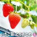 【送料無料】いちごの苗 とちおとめ 野菜の苗 3号 イチゴ苗 イチゴの苗 苺苗 苺の苗 甘い 美味しい 糖度 ストロベリー苗 送料無料 即納