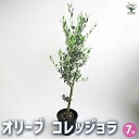 ITANSE オリーブ コレッジョラ 果樹の苗木 7号 1個売り 送料無料 即納