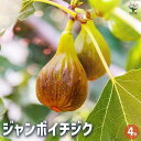 ITANSE イチジク ジャンボイチジク 果樹の苗木 4号 1個売り 送料無料 即納