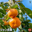 ITANSE 柿の苗木 ジャンボ柿 果樹の苗木 4.5号ポット 1個売り 柿苗 柿の苗 柿の木 柿の苗木 かきの苗 カキの苗 黒柿 黒実柿 ガーデニング 家庭菜...